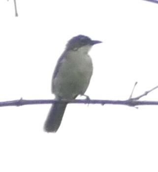Simple Greenbul (Chlorocichla simplex), photo 4