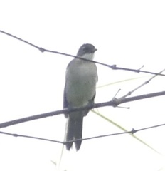 Chlorocichla simplex