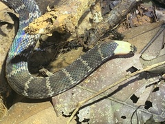 Atractus flammigerus