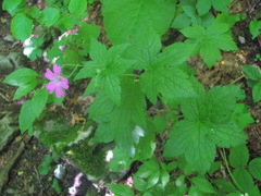 Geranium gracile