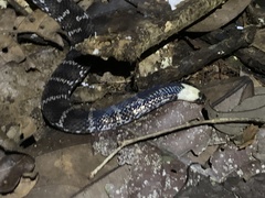 Atractus flammigerus