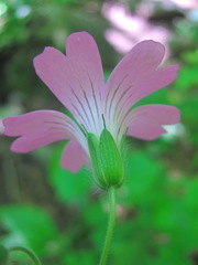 Geranium gracile
