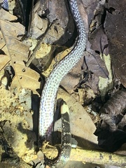 Atractus flammigerus