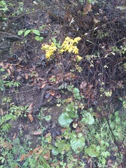 Packera coahuilensis