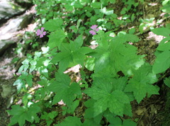 Geranium gracile