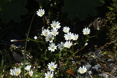 Dichodon cerastoides