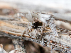 Aelurillus andreevae