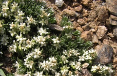Galium pyrenaicum