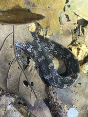 Atractus flammigerus