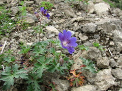 Geranium gymnocaulon