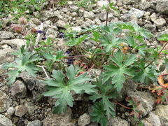 Geranium gymnocaulon