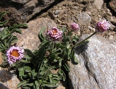 Erigeron frigidus