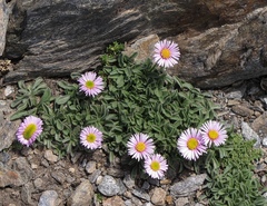 Erigeron frigidus