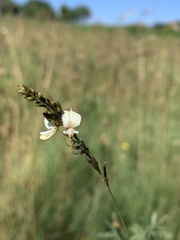 Indigofera zeyheri