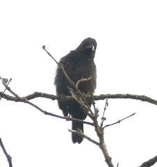 Nigrita canicapillus