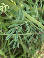 Indigofera zeyheri