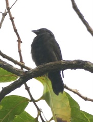 Nigrita canicapillus