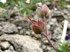 Geranium gymnocaulon