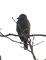 Nigrita canicapillus