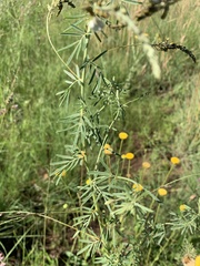 Indigofera zeyheri
