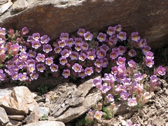 Chaenorhinum glareosum
