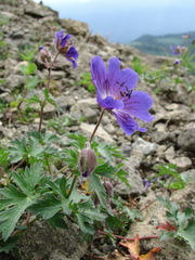 Geranium gymnocaulon