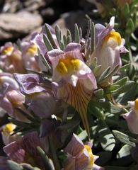 Linaria glacialis