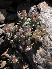 Linaria glacialis