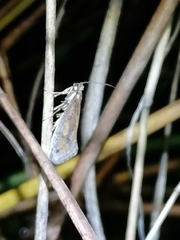 Eriocottis paradoxella