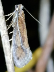 Eriocottis paradoxella