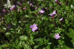 Epilobium algidum