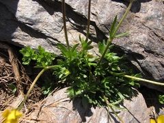 Ranunculus demissus