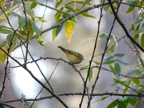 Buff-barred Warbler (Phylloscopus pulcher), photo 8