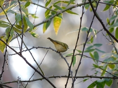 Phylloscopus pulcher