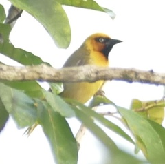 Ploceus brachypterus
