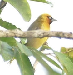 Ploceus brachypterus
