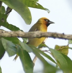 Ploceus brachypterus