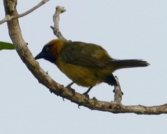 Ploceus brachypterus