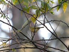 Phylloscopus pulcher