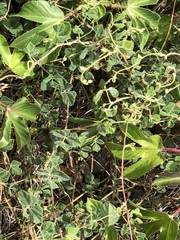 Rhynchosia reticulata