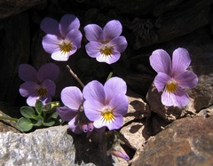 Viola crassiuscula