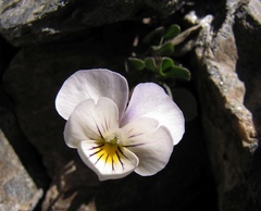 Viola crassiuscula