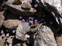 Viola crassiuscula