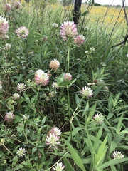 Trifolium vesiculosum