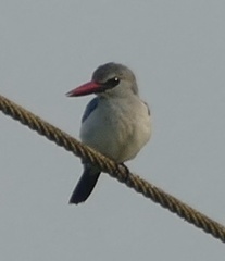 Halcyon senegalensis