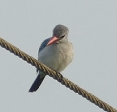 Halcyon senegalensis