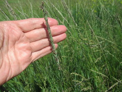 Leymus chinensis