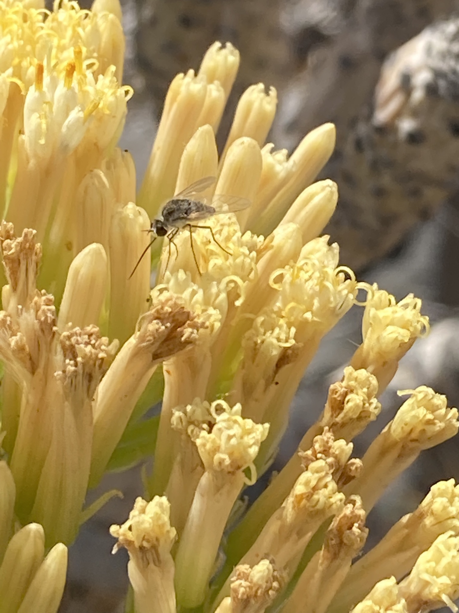 Geron hesperidum
