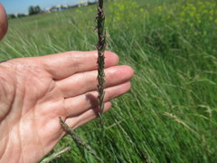 Leymus chinensis