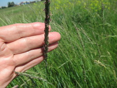 Leymus chinensis